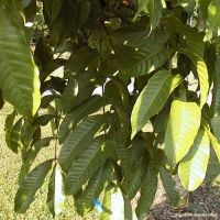 Aphanamixis polystachya*