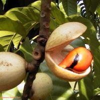 Aphanamixis polystachya*