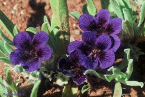 Aptosimum procumbens