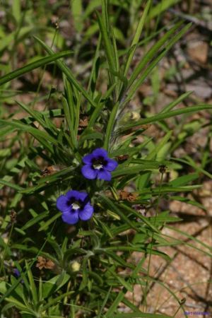 Aptosimum procumbens