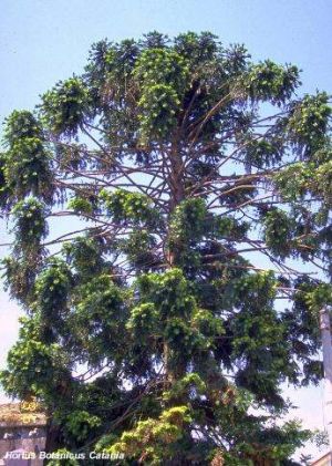 Araucaria bidwilli*