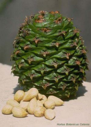 Araucaria bidwilli*