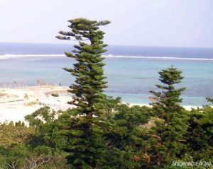 Araucaria heterophylla