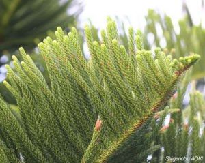 Araucaria heterophylla