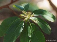 Arbutus menziesii*