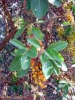 Arbutus menziesii*