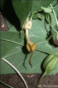Aristolochia anguicida