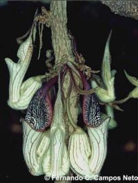 Aristolochia chamissonis