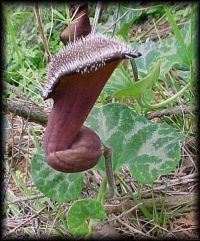 Aristolochia chilensis*