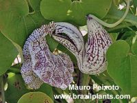 Aristolochia cymbifera 'Domingos Martins'