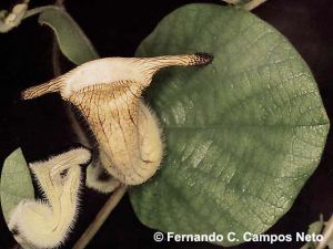 Aristolochia eriantha