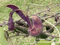 Aristolochia galeata 'Caraca'