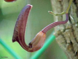 Aristolochia maxima