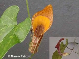 Aristolochia melastoma 'Gonzaga'