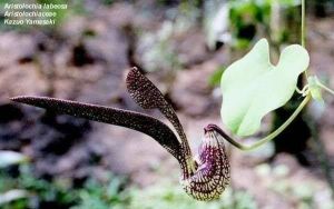 Aristolochia ringens