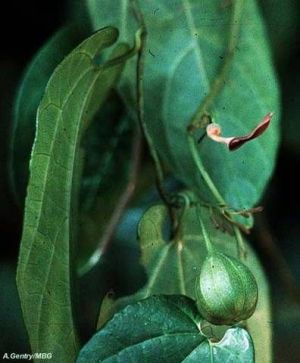 Aristolochia tagala