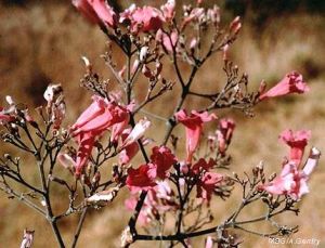 Arrabidaea brachypoda