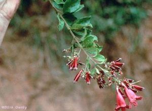 Arrabidaea samydoides