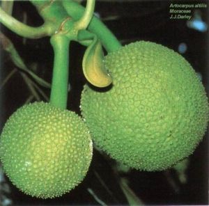 Artocarpus altilis*