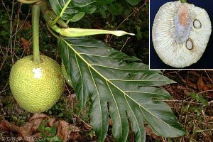 Artocarpus altilis*