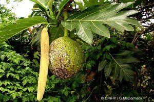 Artocarpus altilis*