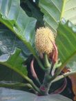 Artocarpus elasticus* - RARITÄT!