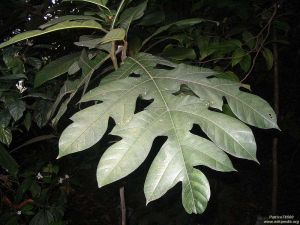 Artocarpus elasticus* - RARITÄT!