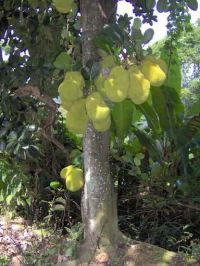Artocarpus heterophyllus*