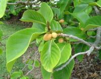 Artocarpus lingnanensis*