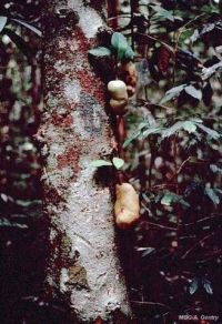 Artocarpus integer*