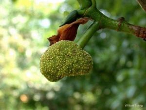 Artocarpus lakoocha*