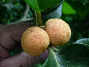 Artocarpus lakoocha*