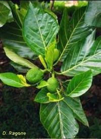 Artocarpus mariannensis*