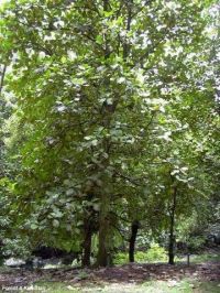Artocarpus odoratissimus*