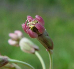 Asclepias albens