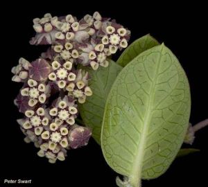 Asclepias cancellata