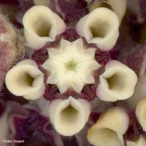 Asclepias cancellata