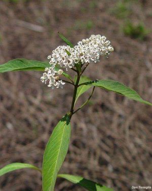 Asclepias perennis