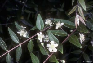 Austromyrtus dulcis*