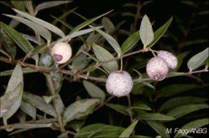 Austromyrtus dulcis*