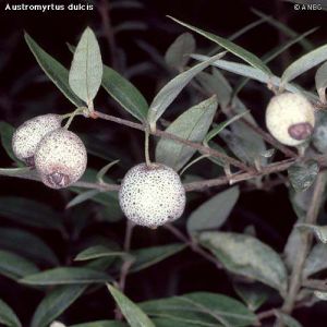 Austromyrtus dulcis*