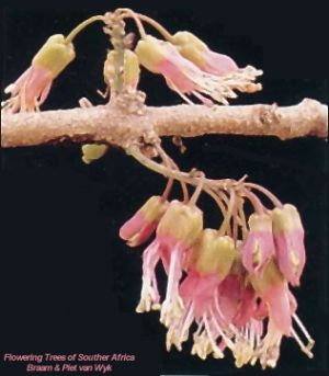 Bachmannia woodii