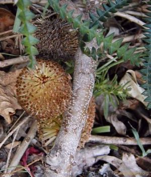 Banksia dryandroides
