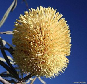 Banksia lindleyana