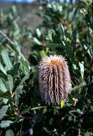 Banksia oreophila