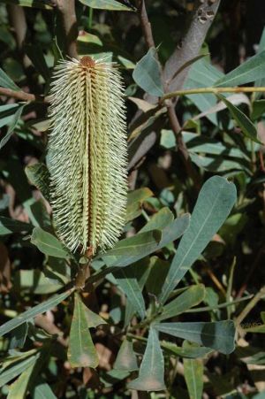 Banksia oreophila