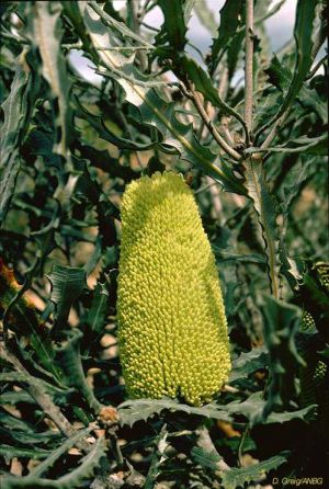 Banksia pilostylis