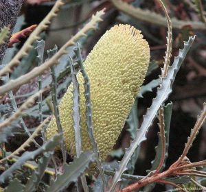 Banksia pilostylis