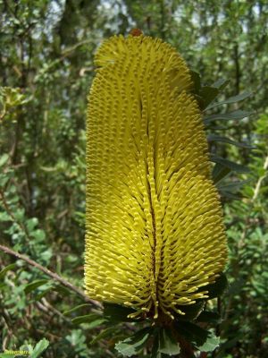 Banksia praemorsa (yellow)
