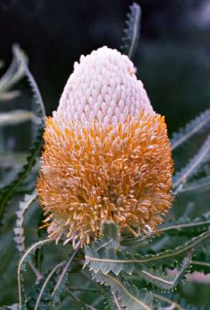 Banksia prionotes 'dwarf'